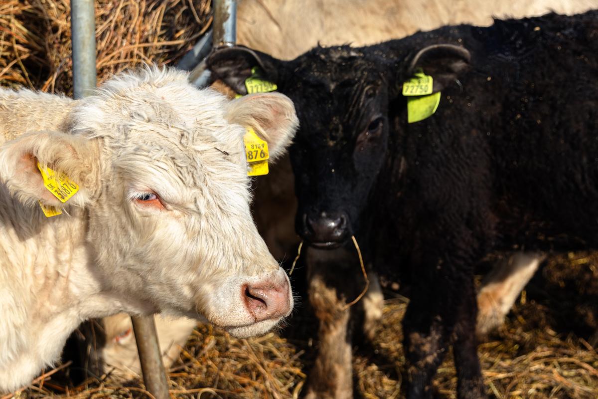 VESKOL Farm galéria 1