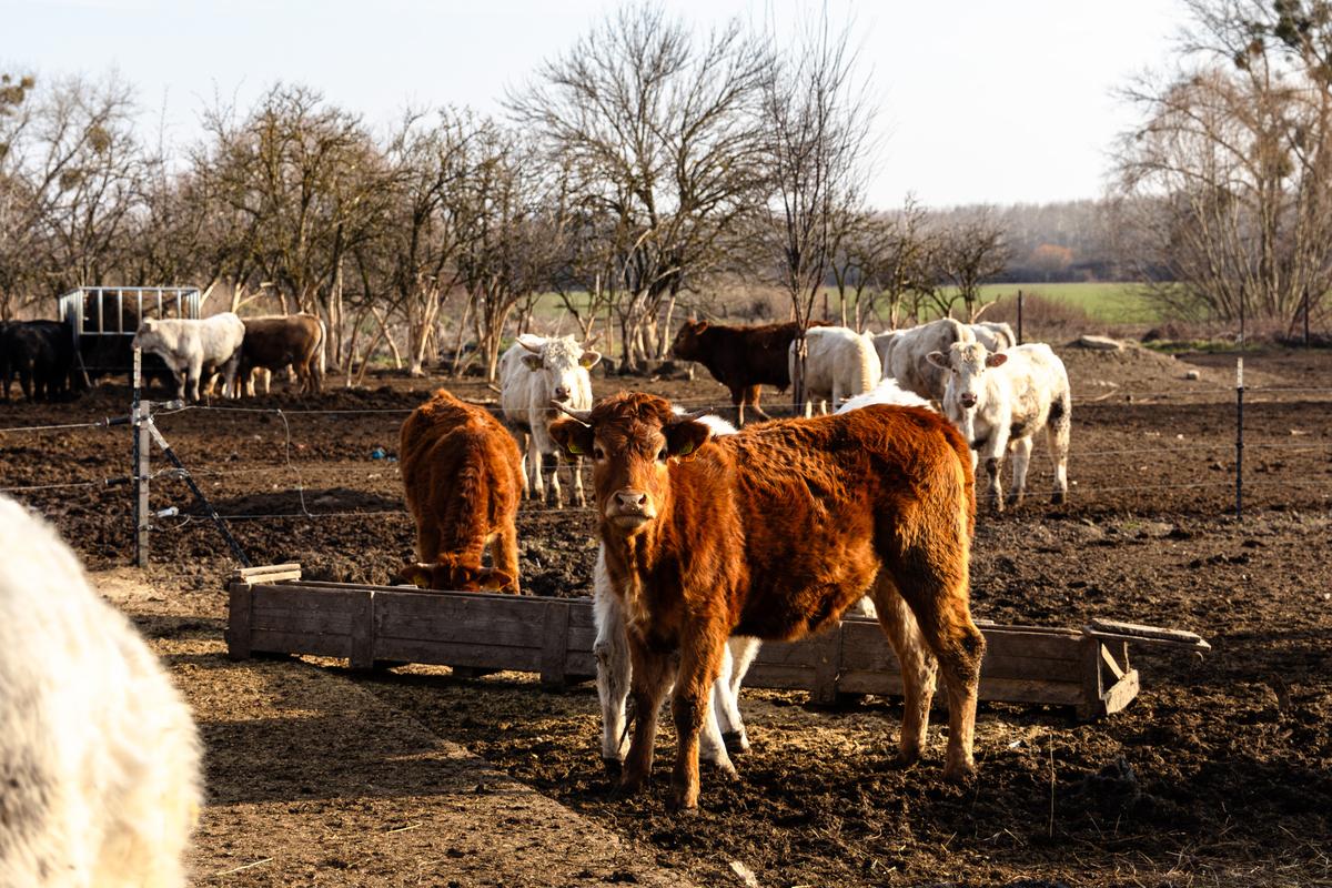VESKOL Farm galéria 2