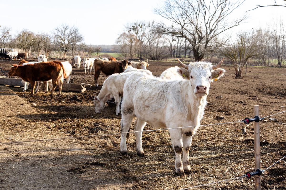 VESKOL Farm galéria 3