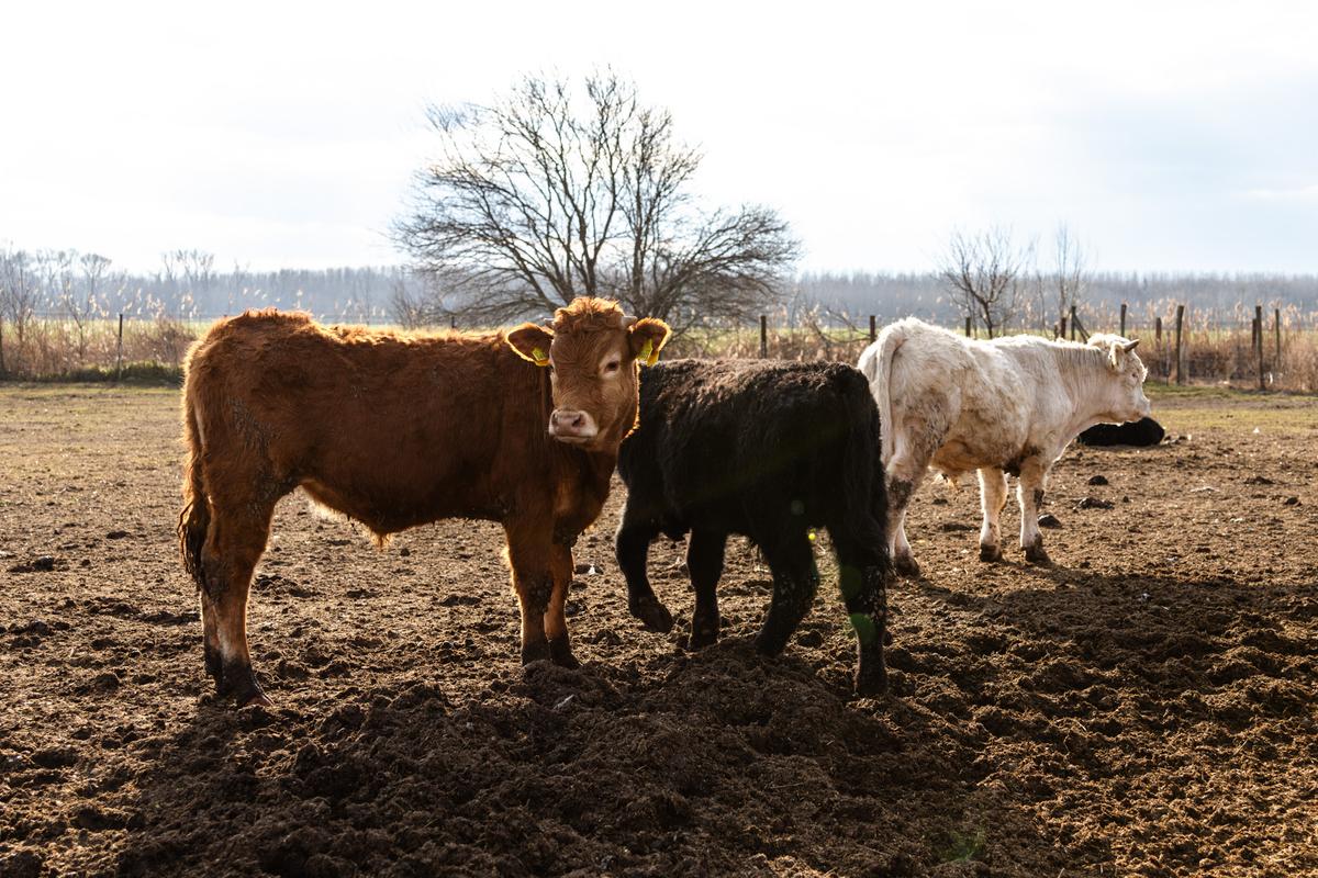 VESKOL Farm galéria 4