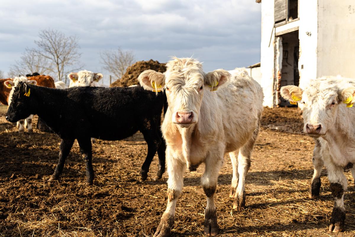VESKOL Farm galéria 5