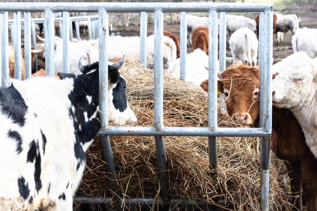 VESKOL Farm galéria 7