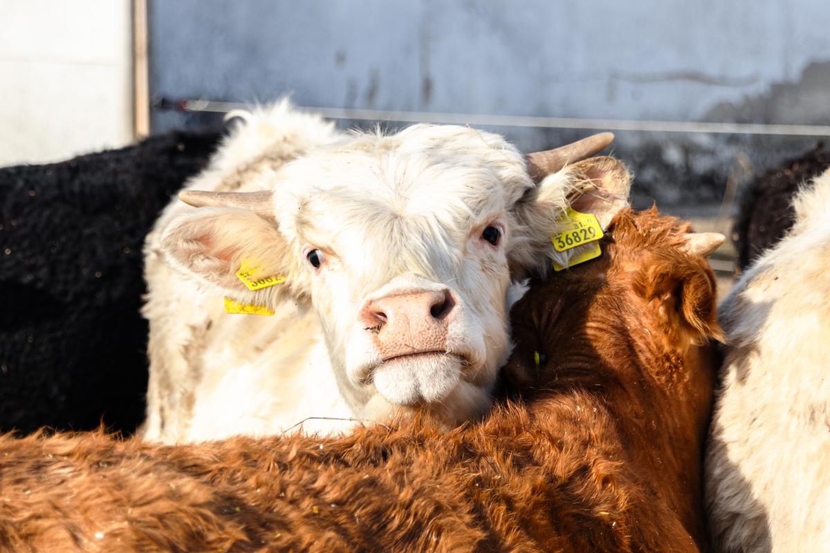 VESKOL Farm galéria 8