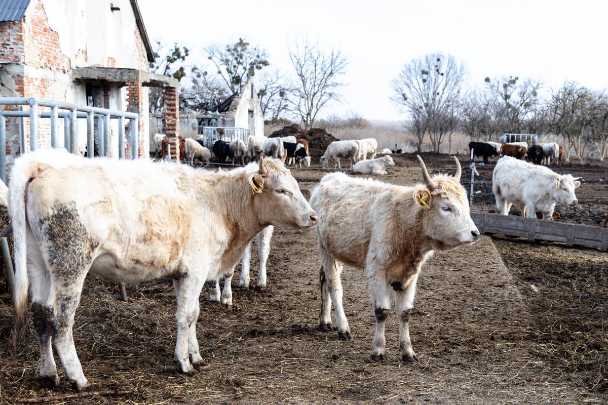 VESKOL Farm galéria 11