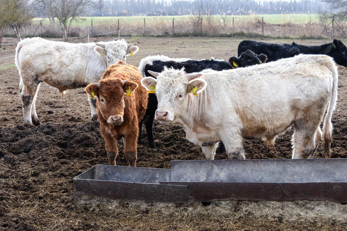 VESKOL Farm galéria 12