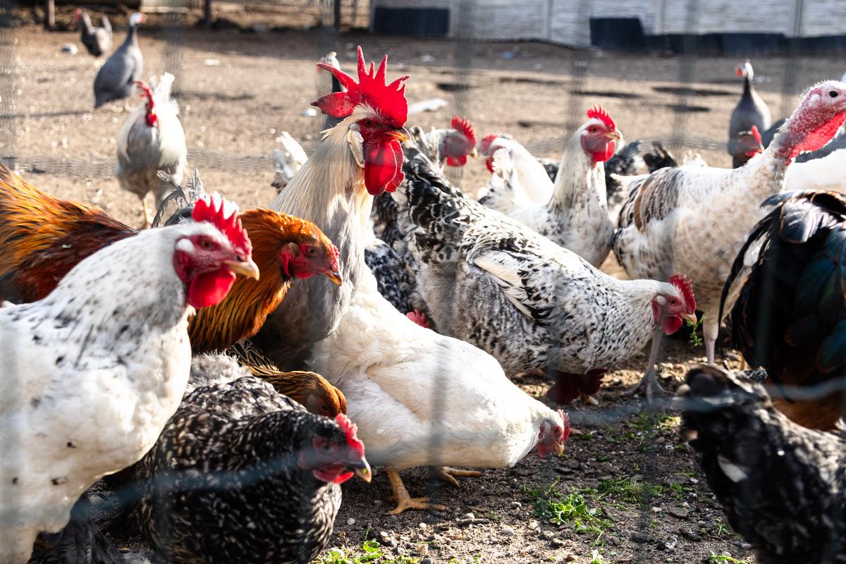 VESKOL Farm galéria 14