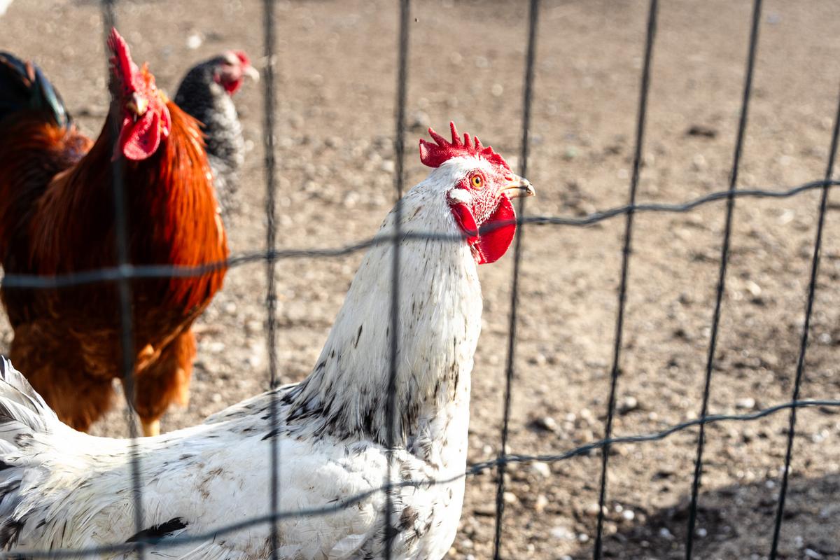 VESKOL Farm galéria 15