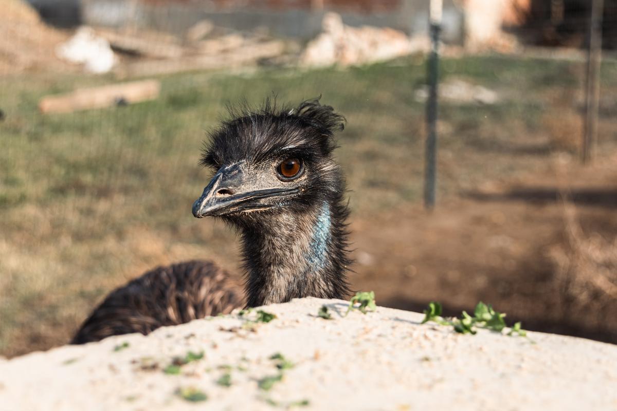 VESKOL Farm galéria 16