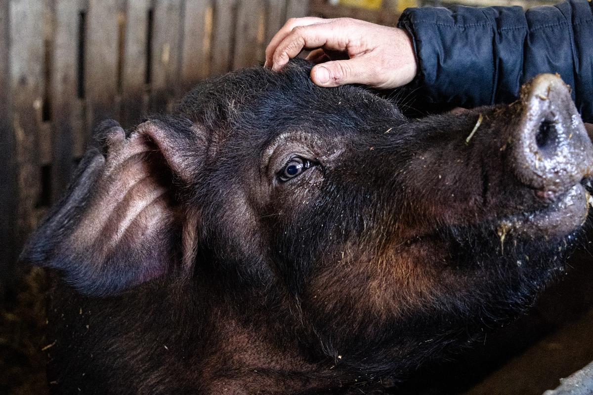 VESKOL Farm galéria 17