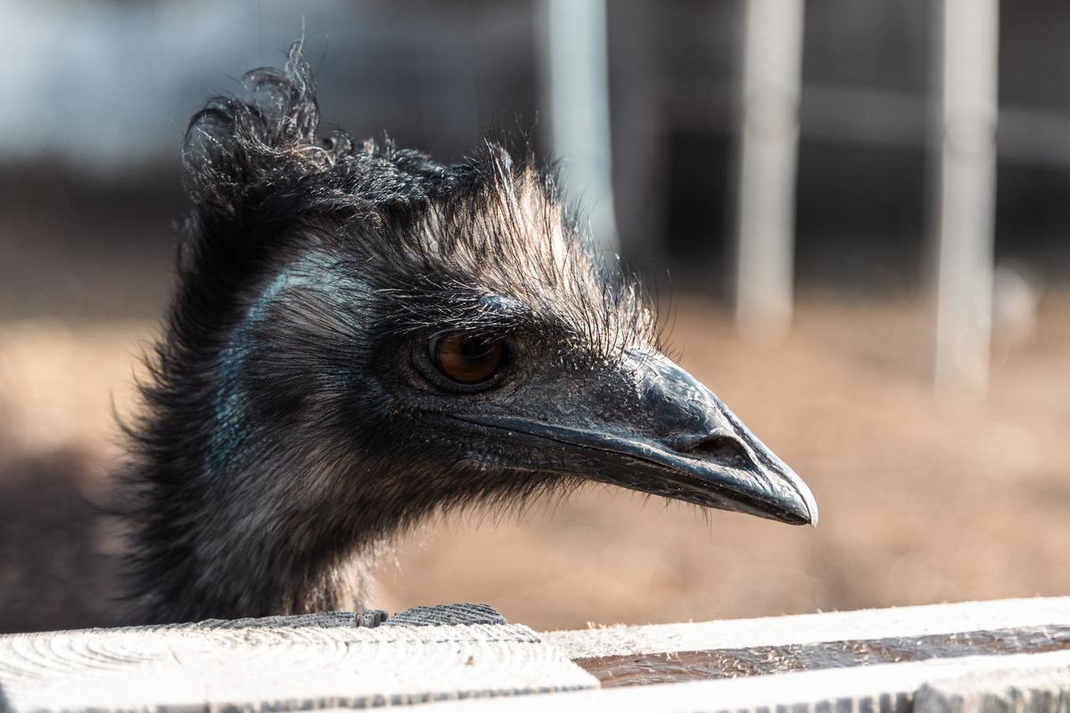 VESKOL Farm galéria 18