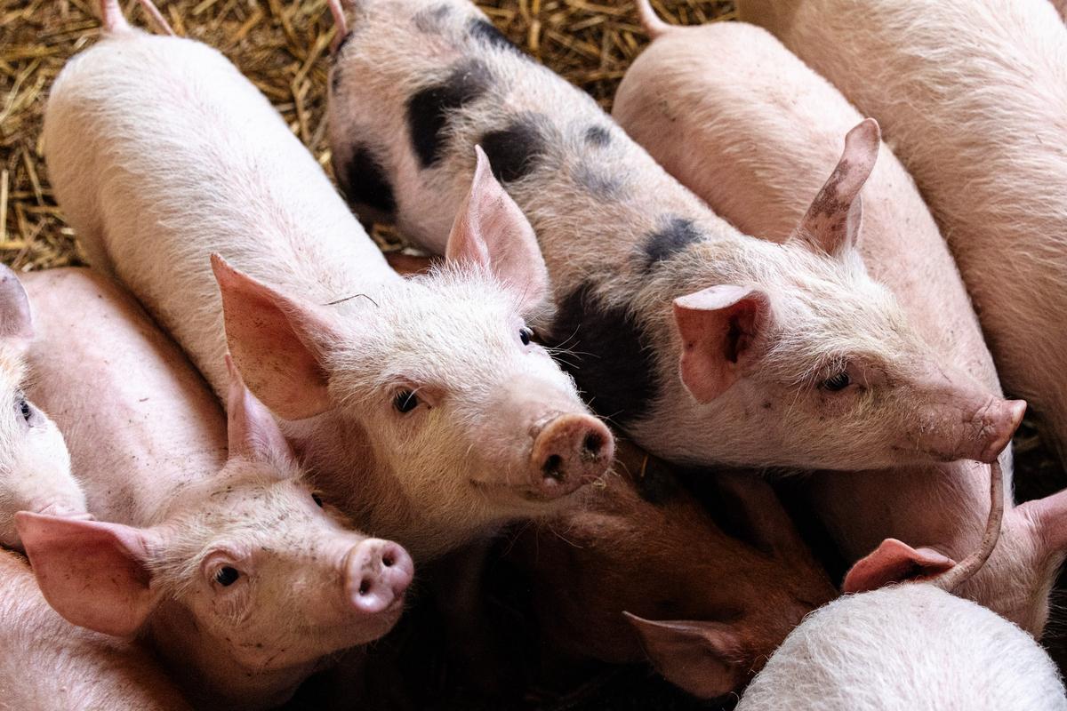 VESKOL Farm galéria 19