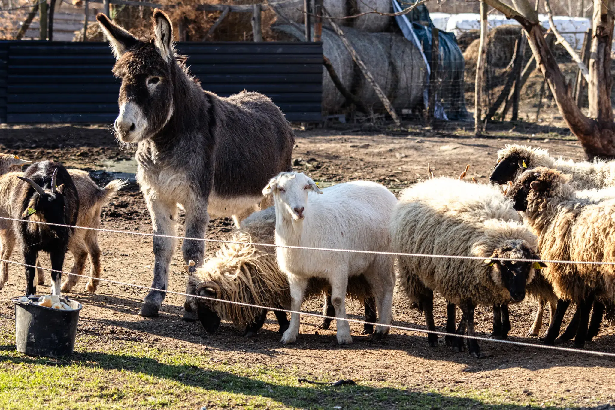 VESKOL Farm galéria 3