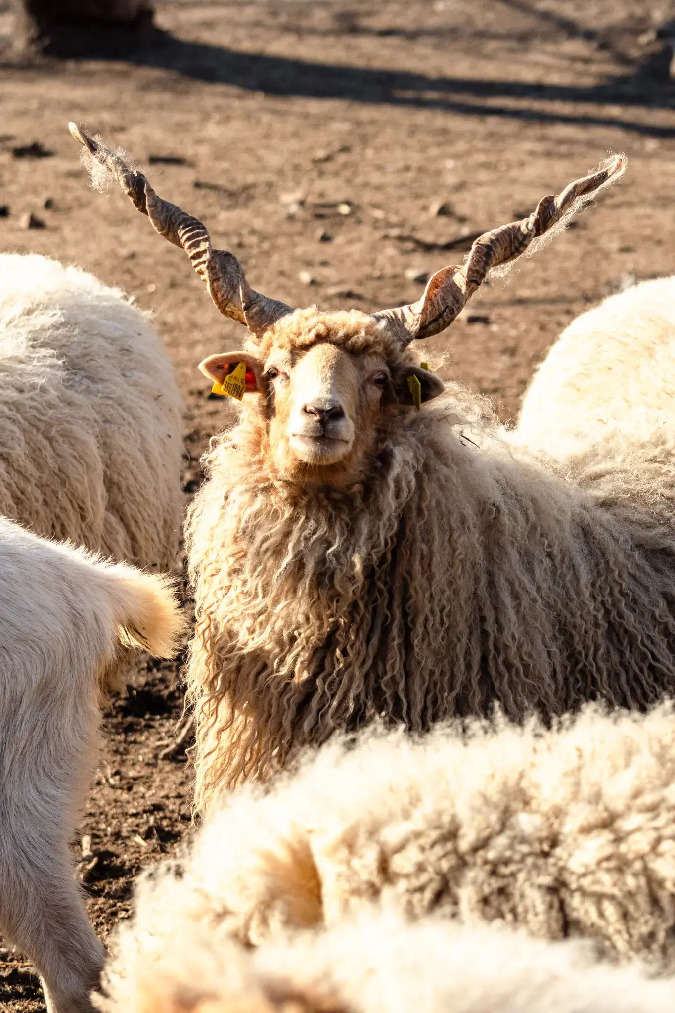 VESKOL Farm galéria 5