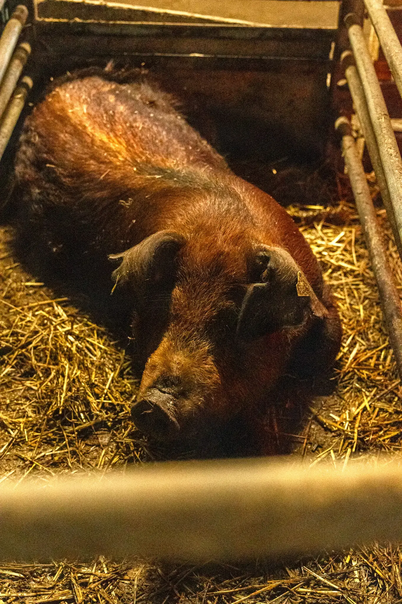 Galéria VESKOL Farm