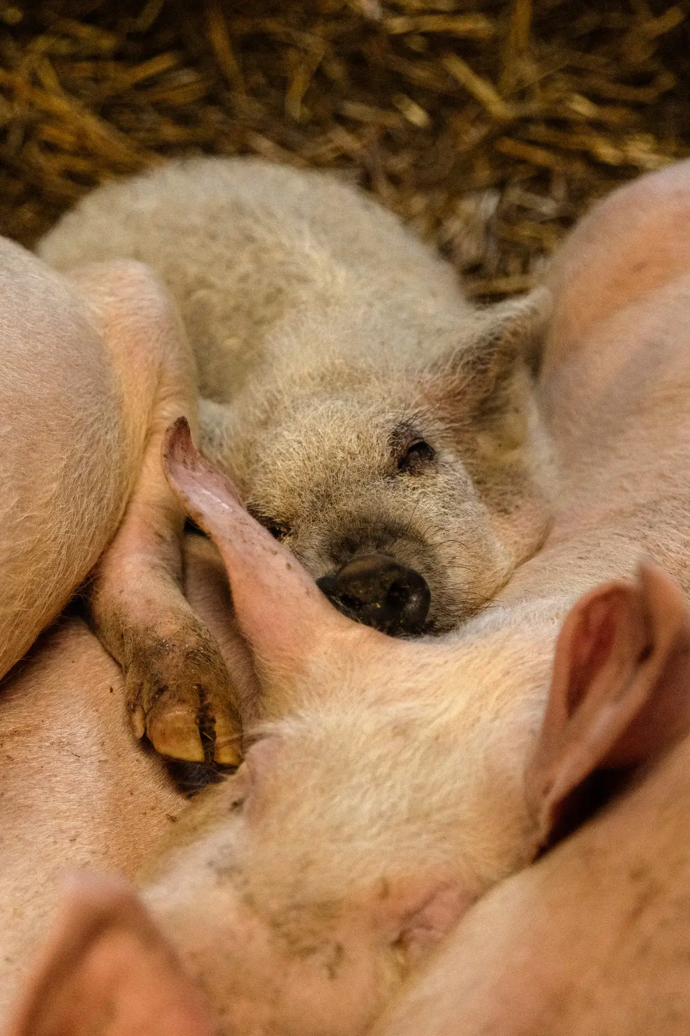 VESKOL Farm galéria 1