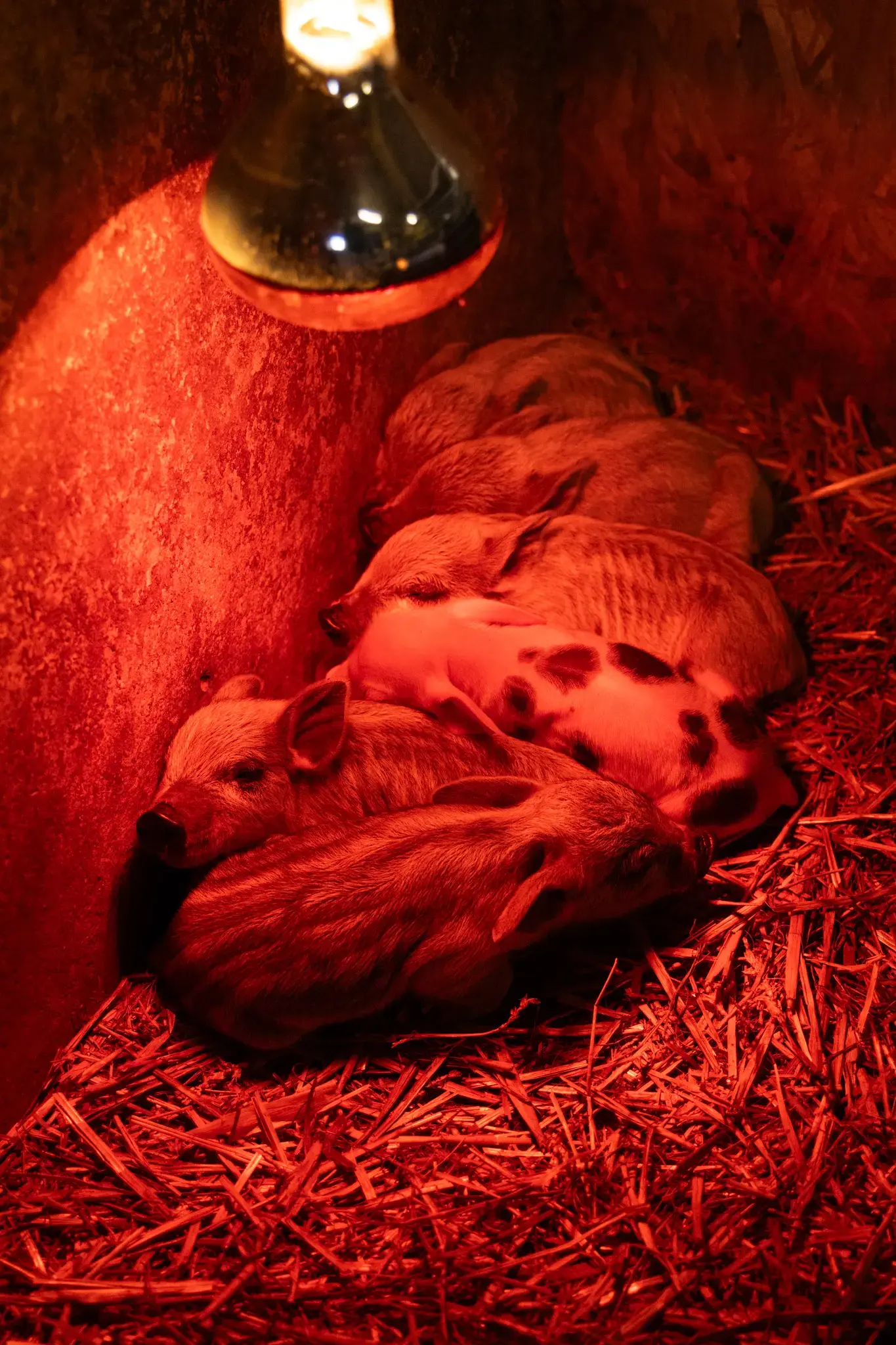 VESKOL Farm galéria 6