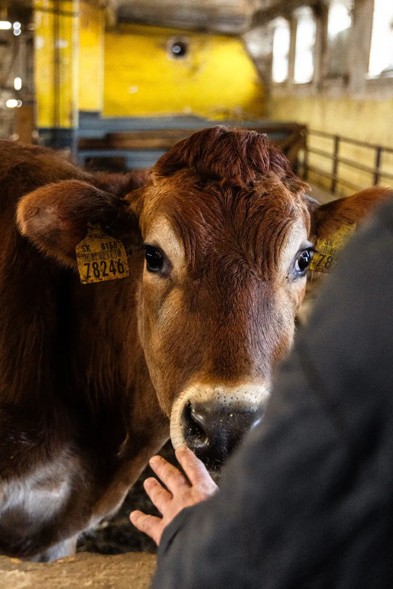 VESKOL Farm galéria 8