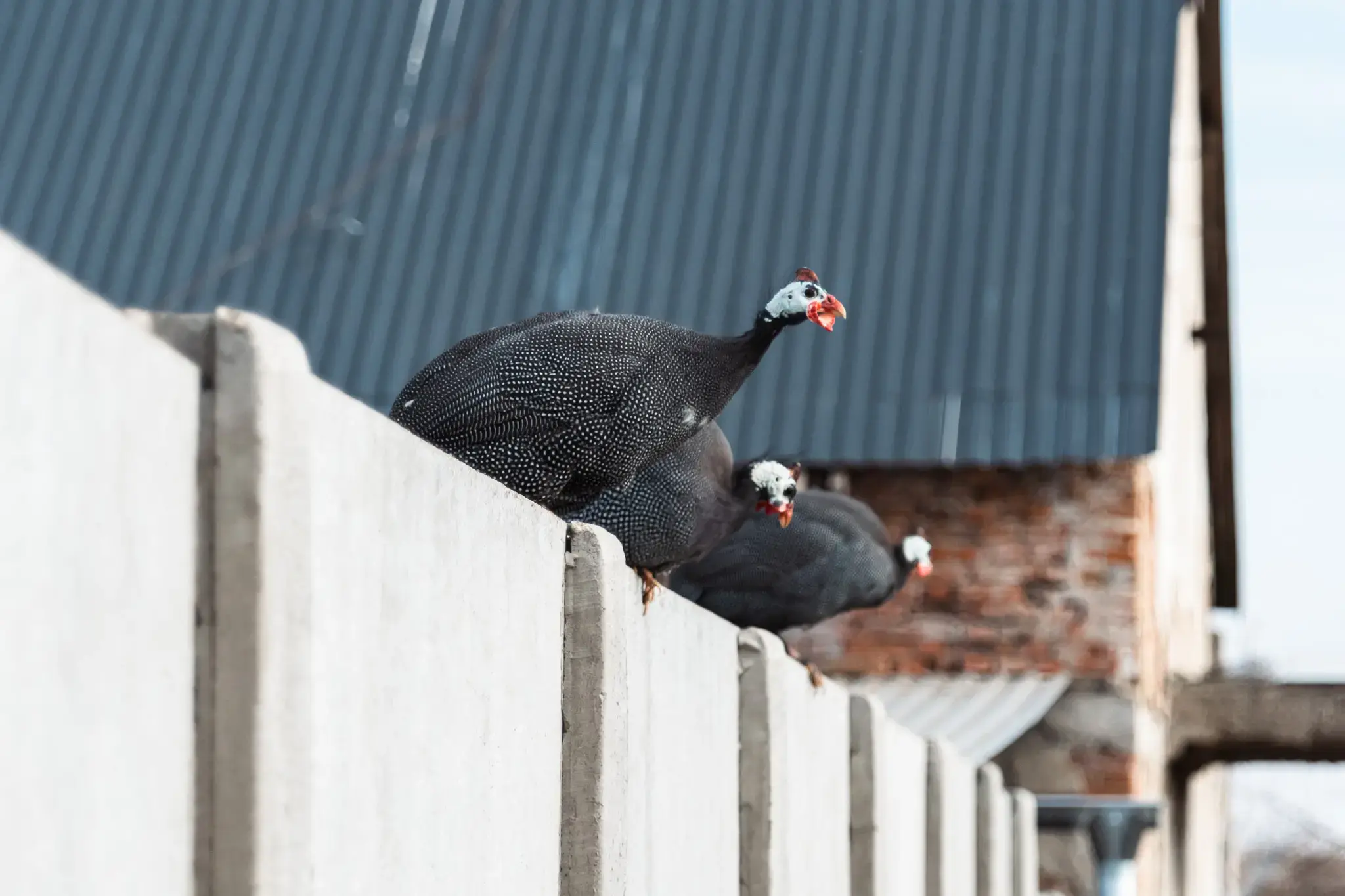 VESKOL Farm galéria 10