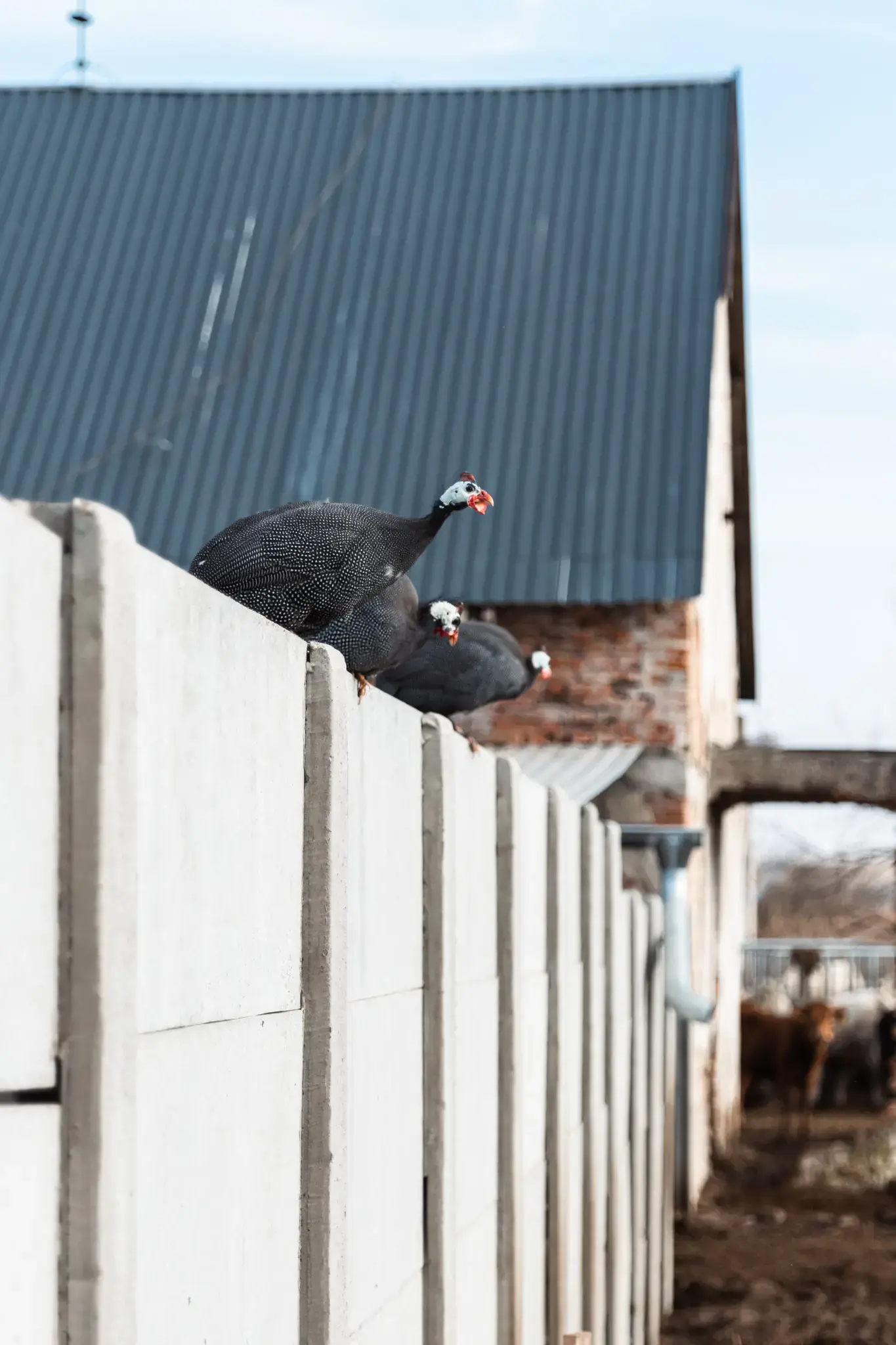 VESKOL Farm galéria 4