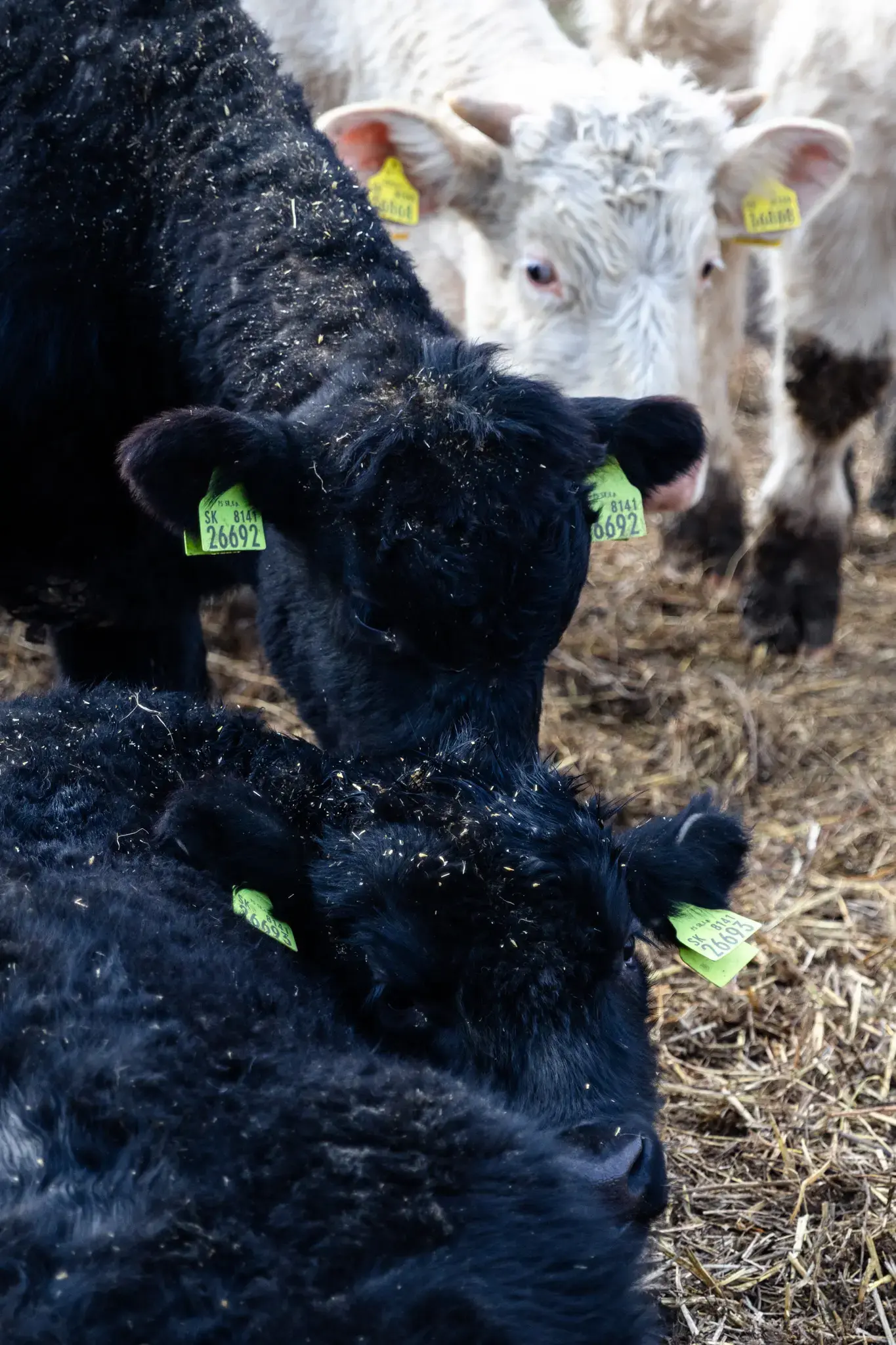 VESKOL Farm galéria 2