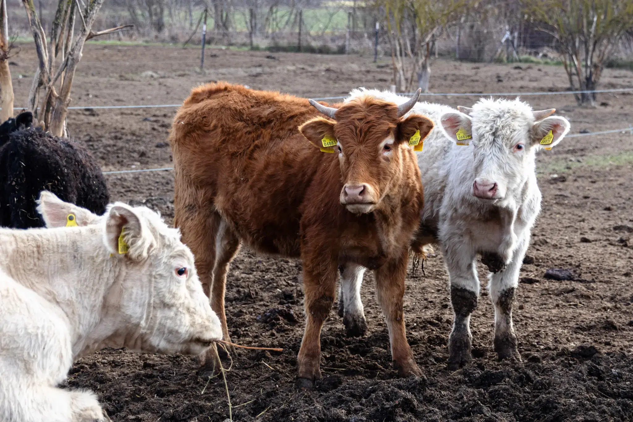 VESKOL Farm galéria 11