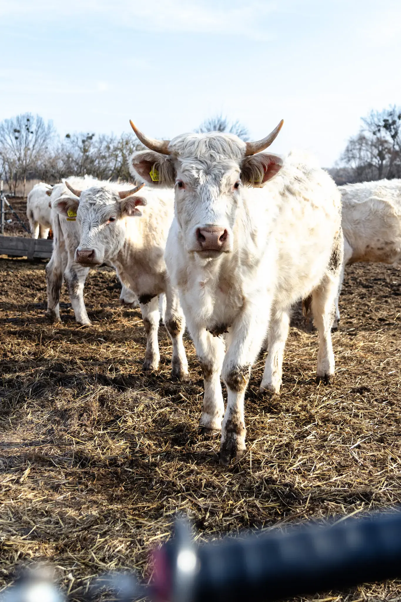 VESKOL Farm galéria 7
