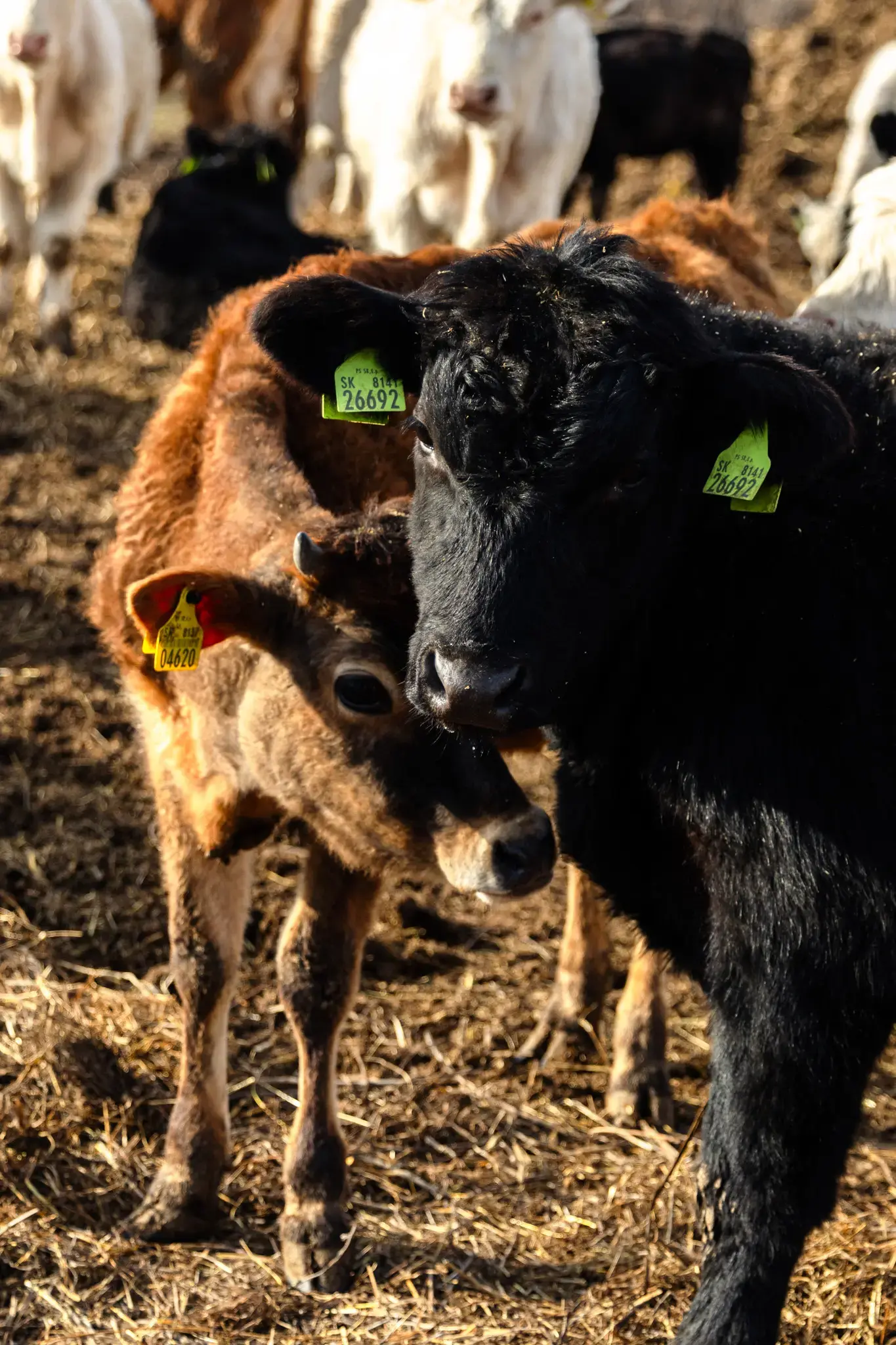 VESKOL Farm galéria 12